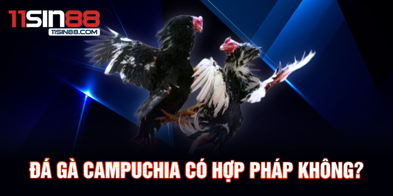 Đá gà Campuchia có hợp pháp không?