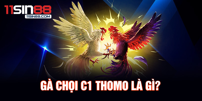 Gà chọi C1 Thomo là gì?