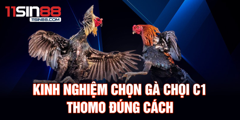 Kinh nghiệm chọn gà chọi C1 Thomo đúng cách.