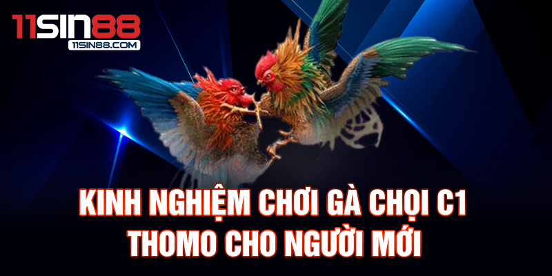 kinh nghiệm chơi gà chọi C1 Thomo cho người mới.