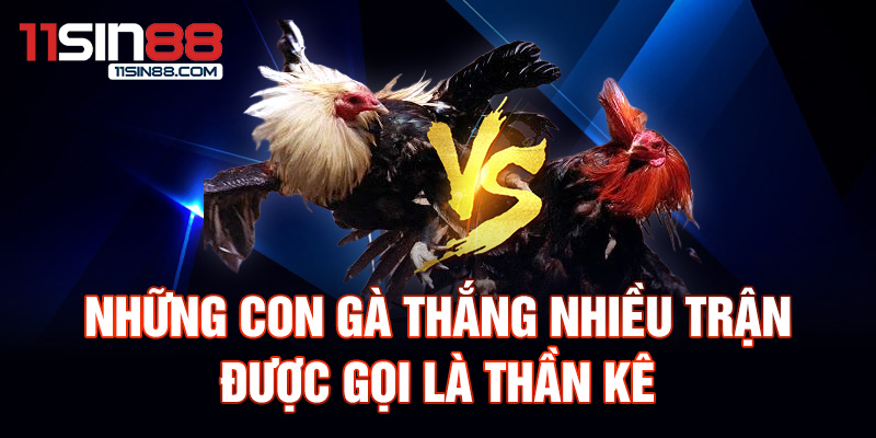 Những con gà thắng nhiều trận được gọi là thần kê.